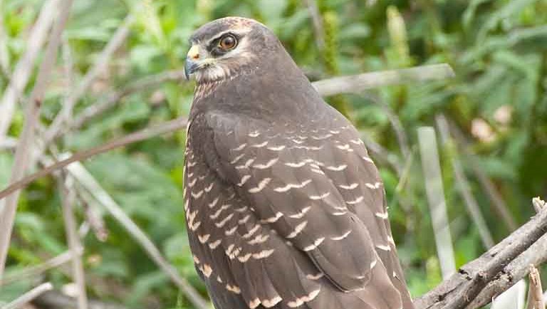 BLACK HARRIER IN DANGER