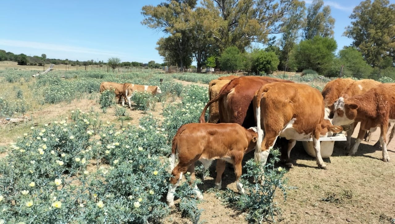 YOUTH AGRI CO-OP GETS LIVESTOCK BOOST